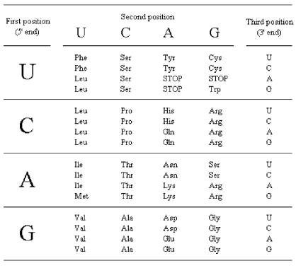 <strong>Use the table below to determine which template strand DNA sequence (written in the 5' → 3' direction)specifies the tripeptide with the sequence gly-ala-leu. </strong> A)GGGGCTCTC B)CTCTCGGGG C)CCCCGAGAG D)GAGAGCCCC