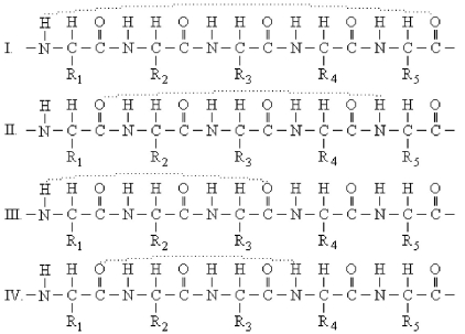 <strong>Which structure below indicates the proper hydrogen-bonding pattern between amino acids in an α-helix? (Dashed lines represent the hydrogen bonds. ) </strong> A)I B)II C)III D)IV