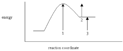 <strong>On the energy diagram below,which arrow(s)represent the activation energy for the forward and reverse reactions?  </strong> A)Arrow 1 is the activation energy for both the forward and reverse reactions. B)Arrow 1 is the activation energy for the forward reaction and arrow 2 is the activation energy for the reverse reaction. C)Arrow 1 is the activation energy for the forward reaction and arrow 3 is the activation energy for the reverse reaction. D)Arrow 3 is the activation energy for the forward reaction and arrow 2 is the activation energy for the reverse reaction. <div style=padding-top: 35px> 