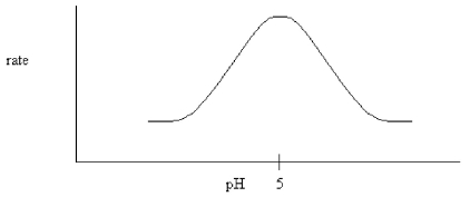 <strong>The following pH dependence was found for the activity of a certain enzyme-catalyzed reaction.   If it is known that the only two ionizable residues in the active site are both glutamates,which conclusion can be drawn?</strong> A)The glutamates have different microenvironments which cause their pKa's to differ. B)One of the glutamates must be amidated. C)Both glutamates have a pKa equal to 5.0. D)Both glutamates are deprotonated during the reaction. <div style=padding-top: 35px> 