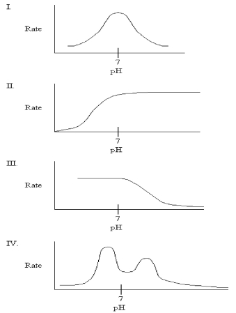 <strong>Which graph might you expect for the pH profile of an enzyme's activity if the only ionizable residue in the active site is aspartate?  </strong> A)I B)II C)III D)IV <div style=padding-top: 35px> 