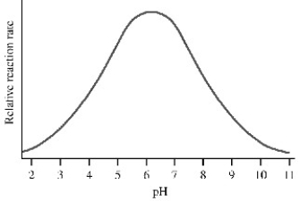 <strong>The graph shows the rate of catalysis versus pH for an enzyme-catalyzed reaction.What conclusion can be made from the graph?  </strong> A)The enzyme is completely denatured by pHs greater than 8 or less than 5. B)The substrate has four ionizable groups. C)At pH 6.2 all ionizable groups in the active site are protonated. D)The enzyme has an acidic and a basic amino acid in the active site. E)The enzyme has only one protonatable residue in the active site. <div style=padding-top: 35px> 