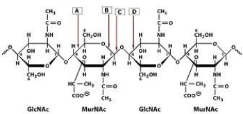 <strong>Which bond in the polysaccharide shown is cleaved by lysozyme?  </strong> A)A B)B C)C D)D <div style=padding-top: 35px> 