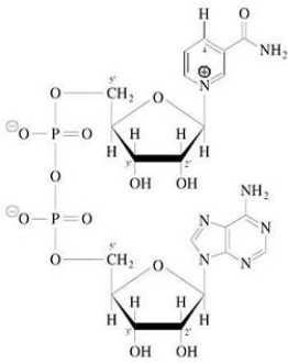 <strong>What structure is shown? </strong> A)NADH B)NAD+ C)FMN D)FAD