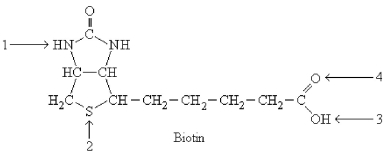 <strong>Which atom is the reactive center on biotin? </strong> A)Arrow 1 B)Arrow 2 C)Arrow 3 D)Arrow 4