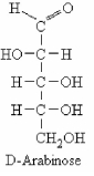 <strong>The structure of D-arabinose is shown below.How many stereoisomers are possible for this molecule (including the one shown)?  </strong> A)One B)Four C)Six D)Eight <div style=padding-top: 35px> 