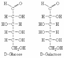 <strong>The Fischer projections of linear D-glucose and D-galactose are shown below.These two molecules are ________.  </strong> A)epimers B)enantiomers C)anomers D)structural (constitutional)isomers <div style=padding-top: 35px> 