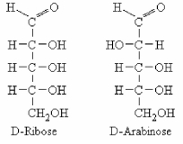The structures of D-ribose and D-arabinose are shown below.These two molecules are ________.