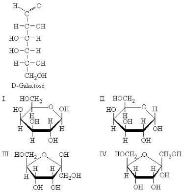 <strong>Below is the Fischer projection of D-galactose.Which is the proper Haworth projection of β-D-galactopyranose?  </strong> A)I B)II C)III D)IV <div style=padding-top: 35px> 