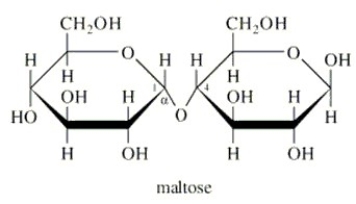 <strong>Which classification(s)is(are)applicable to maltose?  </strong> A)Nonreducing sugar. B)Reducing sugar. C)Peptidoglycan. D)Glucoside. E)Both B and D. <div style=padding-top: 35px> 