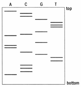 <strong>Using the Sanger method of DNA sequencing,results in the figure below are obtained following gel electrophoresis of the DNA fragments.   Figure 18.2 A total of 21 nucleotides has been sequenced. What is the sequence of these nucleotides?</strong> A)5'-ACCGTTTGCAGAACGTTCCCA-3' B)5'-ACCCACGTTAAAGACCCGTTT-3' C)5'-AAAAACCCCCCCGGGGTTTTT-3' D)5'-ACCCTTGCAAGACGTTTGCCA-3' E)none of the above Answer: D <div style=padding-top: 35px> 