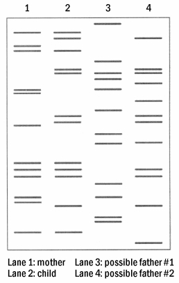 A husband and wife are in the process of getting a divorce.During child-support hearings,the husband states that he should not pay child support as he feels that the child was actually fathered by one of the woman's various lovers.DNA restriction analysis was performed,with the results illustrated in the diagram below. Figure 18.3 The DNA of the husband in this case can be found in lane 3, whereas that of the suspected father is in lane 4. Based on this information,