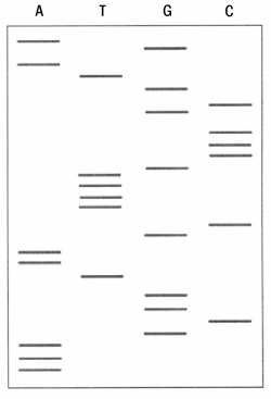 The data below were obtained as the result of the Sanger method of DNA sequencing.Determine the DNA sequence,making sure to indicate 5' and 3' ends,and add the sequence for the complementary strand.  <div style=padding-top: 35px> 