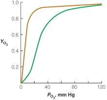 <strong>Based on the plot of oxygen saturation versus partial pressure of oxygen, which of the following statements is true? </strong> A)at oxygen pressure >100 mm Hg, hemoglobin dissociates into individual subunits so that it is able to bind oxygen similar to myoglobin B)at typical resting capillary oxygen pressure of ~30 mm Hg, hemoglobin has only 1 of its 4 oxygen binding sites filled while myoglobin is nearly saturated with oxygen C)under periods of extreme muscle exertion, capillary oxygen pressure can drop to 10 mm Hg, allowing release of ~90% of oxygen carried by hemoglobin D)the structure of hemoglobin allows for complete release of oxygen in capillary beds at all times E)none of the above
