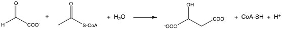 The reaction catalyzed by malate synthase is shown below. Which citric acid cycle enzyme would have a mechanism most similar to malate synthase?