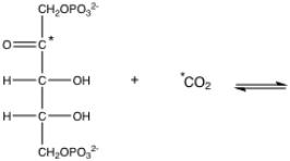 If the following <sup>14</sup>C labeled molecules served as substrates for rubisco (the labeled carbons are indicated with *), where would the <sup>14</sup>C labels end up in the immediate product(s)of the reaction? Draw the product(s), clearly showing which atom(s)would be labeled.