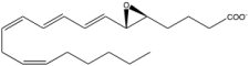 <strong>What classification is given to the following molecule? </strong> A)a prostaglandin G derivative B)a prostaglandin E derivative C)a leukotriene D)a thromboxane E)none of the above