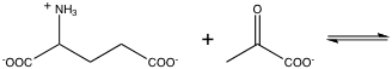 What are the products of the following transamination?  