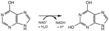 <strong>The following reaction is catalyzed by what enzyme? </strong> A)xanthine oxidoreductase B)hypoxanthine hydroxylase C)urate oxidase D)guanine oxidase E)none of the above