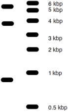 Southern analysis of an individual DNA sample with an overall size of 10.1 kbp using a restriction enzyme that recognized a 6-base restriction site gave the following results. If the same test was performed on a different individual and four bands were seen in the analysis, what would the result look like and why? Sample DNA size markers  <div style=padding-top: 35px> 