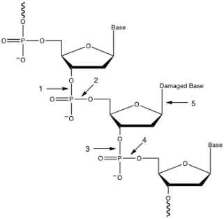 Using the figure below, what is the first bond broken in the base excision repair process?