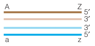 Given the following DNA segments, show the intermediate structure that would be produced following isomerization during homologous recombination.