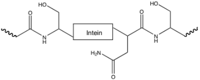 Show the first step (of the four-step process)for removal of the intein from the following: