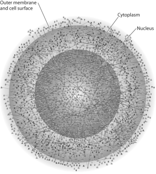 <strong> The illustration above represents</strong> A)a computer simulation of the structure of a eukaryotic cell. B)a map of a network of protein interactions within a eukaryotic cell. C)an inventory of all the genes in a fruit fly. D)an X-ray diffraction image of the nucleus and cytoplasm of a eukaryotic cell. E)a computer generated map of the interaction of genes and cytoplasm in a prokaryotic cell.
