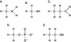 The following questions refer to the molecules shown in Figure 4.8. Which molecule contains a sulfhydryl functional group?