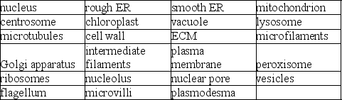 From memory, draw two cells, showing the structures below and any connections between them.