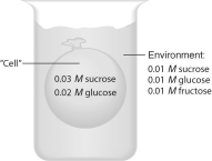 An artificial cell consisting of an aqueous solution enclosed in a selectively permeable membrane is immersed in a beaker containing a different solution. The membrane is permeable to water and to the simple sugars glucose and fructose but impermeable to the disaccharide sucrose. (A)Draw solid arrows to indicate the net movement of solutes into and/or out of the cell. (B)Is the solution outside the cell isotonic, hypotonic, or hypertonic? (C)Draw a dashed arrow to show the net osmotic movement of water, if any. (D)Will the artificial cell become more flaccid, more turgid, or stay the same? (E)Eventually, will the two solutions have the same or different solute concentrations?
