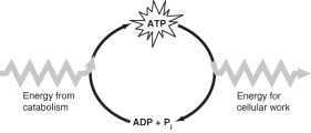 <strong>Use Figure 8.3 to answer the following questions. In coupled reactions, in which direction would the endergonic reaction be driven relative to the clockwise direction of the ATP reaction above and shown in the figure?</strong> A)from left to right at the top of the figure B)under the symbol for energy doing cellular work in the figure C)from right to left at the bottom of the figure D)it would be shown separately after the figure E)it would be shown in a clockwise direction at the top of the figure