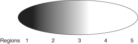 <strong>The researcher measures the concentration of the polypeptides from different regions in the early embryo and finds the following pattern (darker shading = greater concentration): Which of the following would be his most logical assumption?</strong> A)The substance has moved quickly from region 5 to region 1. B)Some other material in the embryo is causing accumulation in region 1 due to differential binding. C)The cytosol is in constant movement, dispersing the polypeptide. D)The substance is produced in region 1 and diffuses toward region 5. E)The substance must have entered the embryo from the environment near region 1.