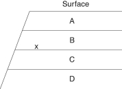 The following questions refer to Figure 22.1, which shows an outcrop of sedimentary rock whose strata are labeled A-D. Figure 22.1 If x indicates the location of fossils of two closely related species, then fossils of their most-recent common ancestor are most likely to occur in which stratum?