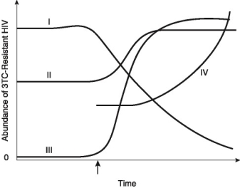 <strong>The graph in Figure 22.3 depicts four possible patterns for the abundance of 3TC-resistant HIV within an infected human over time. Figure 22.3 If 3TC resistance is costly for HIV, then which plot (I-IV)best represents the response of a strain of 3TC-resistant HIV over time, if 3TC administration begins at the time indicated by the arrow?</strong> A)I B)II C)III D)IV
