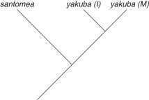 <strong>The following questions refer to the description below. On the volcanic, equatorial West African island of Sao Tomé, two species of fruit fly exist. Drosophila yakuba inhabits the island's lowlands, and is also found on the African mainland, located about 200 miles away. At higher elevations, and found only on Sao Tomé, is found the very closely related Drosophila santomea. The two species can hybridize, though male hybrids are sterile. A hybrid zone exists at middle elevations, though hybrids there are greatly outnumbered by D. santomea. Studies of the two species' nuclear genomes reveal that D. yakuba on the island is more closely related to mainland D. yakuba than to D. santomea (2n=4 in both species). Sao Tomé rose from the Atlantic Ocean about 14 million years ago. Which of these evolutionary trees represents the situation described in the paragraph above (NOTE: yakuba (I)represents the island population, and yakuba (M)represents the mainland population)?</strong> A) B) C) D)