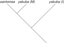 <strong>The following questions refer to the description below. On the volcanic, equatorial West African island of Sao Tomé, two species of fruit fly exist. Drosophila yakuba inhabits the island's lowlands, and is also found on the African mainland, located about 200 miles away. At higher elevations, and found only on Sao Tomé, is found the very closely related Drosophila santomea. The two species can hybridize, though male hybrids are sterile. A hybrid zone exists at middle elevations, though hybrids there are greatly outnumbered by D. santomea. Studies of the two species' nuclear genomes reveal that D. yakuba on the island is more closely related to mainland D. yakuba than to D. santomea (2n=4 in both species). Sao Tomé rose from the Atlantic Ocean about 14 million years ago. Which of these evolutionary trees represents the situation described in the paragraph above (NOTE: yakuba (I)represents the island population, and yakuba (M)represents the mainland population)?</strong> A) B) C) D)