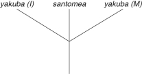 <strong>The following questions refer to the description below. On the volcanic, equatorial West African island of Sao Tomé, two species of fruit fly exist. Drosophila yakuba inhabits the island's lowlands, and is also found on the African mainland, located about 200 miles away. At higher elevations, and found only on Sao Tomé, is found the very closely related Drosophila santomea. The two species can hybridize, though male hybrids are sterile. A hybrid zone exists at middle elevations, though hybrids there are greatly outnumbered by D. santomea. Studies of the two species' nuclear genomes reveal that D. yakuba on the island is more closely related to mainland D. yakuba than to D. santomea (2n=4 in both species). Sao Tomé rose from the Atlantic Ocean about 14 million years ago. Which of these evolutionary trees represents the situation described in the paragraph above (NOTE: yakuba (I)represents the island population, and yakuba (M)represents the mainland population)?</strong> A) B) C) D)
