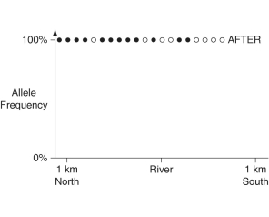 The following questions refer to the paragraph and graphs below. In a hypothetical situation, the National Park Service, which administers Grand Canyon National Park in Arizona, builds a footbridge over the Colorado River at the bottom of the canyon. The footbridge permits interspersal of two closely related antelope squirrels. Previously, one type of squirrel had been restricted to the terrain south of the river, and the other type had been restricted to terrain on the north side of the river. Immediately before and ten years after the bridge's completion, ten antelope squirrels from both sides of the river were collected, blood samples were taken, and frequencies of alleles unique to the two types of antelope squirrels were determined (see graphs below). -Upon undergoing change, which of these genes is most likely to result in speciation while a geographic barrier separates two populations of a flowering-plant species?