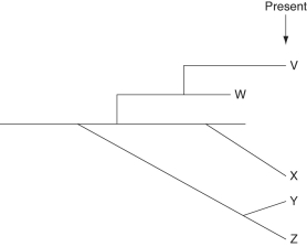 The following questions refer to the evolutionary tree below, whose horizontal axis represents time (present time is on the far right) and whose vertical axis represents morphological change. Figure 24.1 -Which conclusion can be drawn from this evolutionary tree?