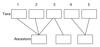 The following questions refer to the hypothetical patterns of taxonomic hierarchy shown in Figure 26.2. -Phylogenetic hypotheses (such as those represented by phylogenetic trees)are strongest when