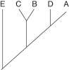 <strong>The following questions refer to the table below, which compares the % sequence homology of four different parts (2 introns and 2 exons) of a gene that is found in five different eukaryotic species. Each part is numbered to indicate its distance from the promoter (e.g., Intron I is that closest to the promoter). The data reported for Species A were obtained by comparing DNA from one member of species A to another member of Species A. \quad \quad \quad \quad \quad \quad \quad \text { \%/ Sequence Homology } \begin{array} { l l l l l } \text { Species } & \text { Intron I } & \text { Exon I } & \text { Intron VI } & \text { Exon V } \\ \text { A } & 100 \% & 100 \% & 100 \% & 100 \% \\ \text { B } & 98 \% & 99 \% & 82 \% & 96 \% \\ \text { C } & 98 \% & 99 \% & 89 \% & 96 \% \\ \mathrm { D } & 99 \% & 99 \% & 92 \% & 97 \% \\ \mathrm { E } & 98 \% & 99 \% & 80 \% & 94 \% \end{array} -Based on the tabular data, and assuming that time advances vertically, which cladogram (a type of phylogenetic tree)is the most likely depiction of the evolutionary relationships among these five species?</strong> A) B) C) D)