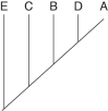 <strong>The following questions refer to the table below, which compares the % sequence homology of four different parts (2 introns and 2 exons) of a gene that is found in five different eukaryotic species. Each part is numbered to indicate its distance from the promoter (e.g., Intron I is that closest to the promoter). The data reported for Species A were obtained by comparing DNA from one member of species A to another member of Species A. \quad \quad \quad \quad \quad \quad \quad \text { \%/ Sequence Homology } \begin{array} { l l l l l } \text { Species } & \text { Intron I } & \text { Exon I } & \text { Intron VI } & \text { Exon V } \\ \text { A } & 100 \% & 100 \% & 100 \% & 100 \% \\ \text { B } & 98 \% & 99 \% & 82 \% & 96 \% \\ \text { C } & 98 \% & 99 \% & 89 \% & 96 \% \\ \mathrm { D } & 99 \% & 99 \% & 92 \% & 97 \% \\ \mathrm { E } & 98 \% & 99 \% & 80 \% & 94 \% \end{array} -Based on the tabular data, and assuming that time advances vertically, which cladogram (a type of phylogenetic tree)is the most likely depiction of the evolutionary relationships among these five species?</strong> A) B) C) D)