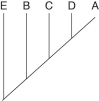 <strong>The following questions refer to the table below, which compares the % sequence homology of four different parts (2 introns and 2 exons) of a gene that is found in five different eukaryotic species. Each part is numbered to indicate its distance from the promoter (e.g., Intron I is that closest to the promoter). The data reported for Species A were obtained by comparing DNA from one member of species A to another member of Species A. \quad \quad \quad \quad \quad \quad \quad \text { \%/ Sequence Homology } \begin{array} { l l l l l } \text { Species } & \text { Intron I } & \text { Exon I } & \text { Intron VI } & \text { Exon V } \\ \text { A } & 100 \% & 100 \% & 100 \% & 100 \% \\ \text { B } & 98 \% & 99 \% & 82 \% & 96 \% \\ \text { C } & 98 \% & 99 \% & 89 \% & 96 \% \\ \mathrm { D } & 99 \% & 99 \% & 92 \% & 97 \% \\ \mathrm { E } & 98 \% & 99 \% & 80 \% & 94 \% \end{array} -Based on the tabular data, and assuming that time advances vertically, which cladogram (a type of phylogenetic tree)is the most likely depiction of the evolutionary relationships among these five species?</strong> A) B) C) D)