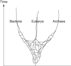 The following questions refer to this phylogenetic tree, depicting the origins of life and of the three domains. Horizontal lines indicate instances of gene or genome transfer. -Which of these processes can be included among those responsible for the horizontal components of this phylogeny?