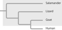 Based on this tree, which of the following statements is not correct?  