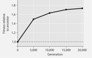 <strong>The following questions refer to Figure 27.1 below, which is the same as Figure 27.10 in the textbook. In this 8-year experiment, 12 populations of E. coli, each begun from a single cell, were grown in low-glucose conditions for 20,000 generations. Each culture was introduced to fresh growth medium every 24 hours. Occasionally, samples were removed from the populations, and their fitness in low-glucose conditions was tested against that of members sampled from the ancestral (common ancestor) E. coli population.   Figure 27.1 If the vertical axis of Figure 27.1 refers to Darwinian fitness, then which of these is the most valid and accurate measure of fitness?</strong> A)number of daughter cells produced per mother cell per generation B)amount of ATP generated per cell per unit time C)average swimming speed of cells through the growth medium D)amount of glucose synthesized per unit time E)number of generations per unit time <div style=padding-top: 35px> 