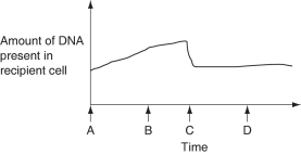 <strong>Figure 27.2 depicts changes to the amount of DNA present in a recipient cell that is engaged in conjugation with an Hfr cell. Hfr-cell DNA begins entering the recipient cell at Time A. Assume that reciprocal crossing-over occurs (i.e., a fragment of the recipient's chromosome is exchanged for a homologous fragment from the Hfr cell's DNA). Use Figure 27.2 to answer the following questions.   Figure 27.2 What is occurring at Time C that is decreasing the DNA content?</strong> A)crossing-over B)cytokinesis C)meiosis D)degradation of DNA that was not retained in the recipient's chromosome E)reversal of the direction of conjugation <div style=padding-top: 35px> 