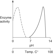  <strong>Consider the thermoacidophile, Sulfolobus acidocaldarius. Which graph most accurately depicts the expected temperature and pH profiles of its enzymes? (NOTE: the horizontal axes of these graphs are double, with pH above, and temperature below.)  \text {KEY:}\underline{\quad\quad}\text {pH}    \quad \underline{\quad\quad}\text {Temp.}  </strong> A)   B)   C)   D)   <div style=padding-top: 35px>  