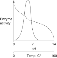  <strong>Consider the thermoacidophile, Sulfolobus acidocaldarius. Which graph most accurately depicts the expected temperature and pH profiles of its enzymes? (NOTE: the horizontal axes of these graphs are double, with pH above, and temperature below.)  \text {KEY:}\underline{\quad\quad}\text {pH}    \quad \underline{\quad\quad}\text {Temp.}  </strong> A)   B)   C)   D)   <div style=padding-top: 35px>  